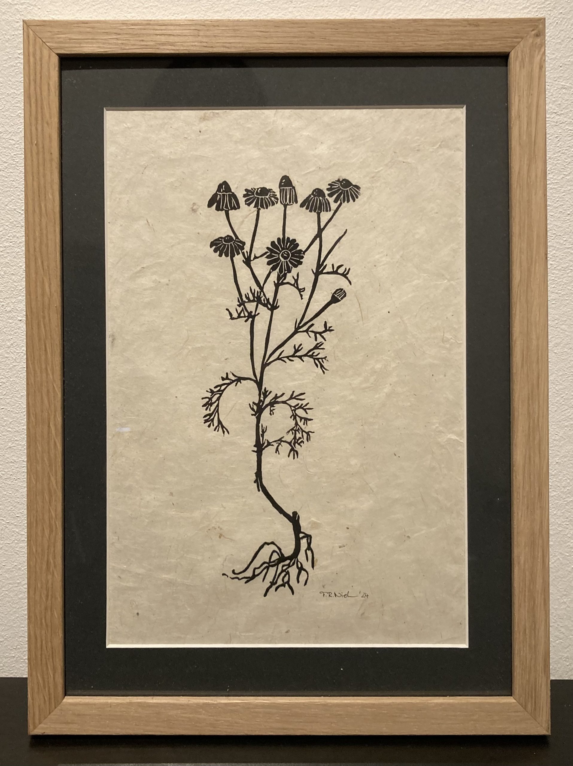 Matricaria chamomilla L. (Echte Kamille)