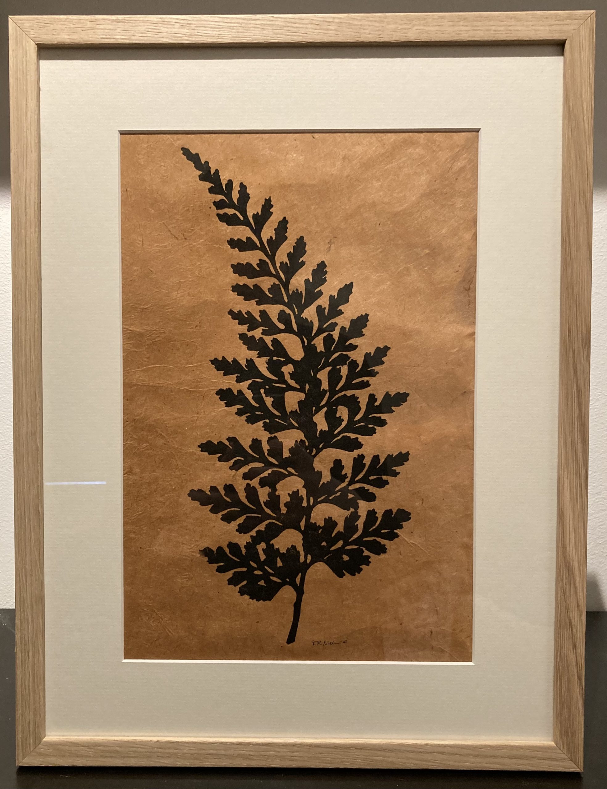 Silhouette Asplenium sarelii (Streifenfarn)