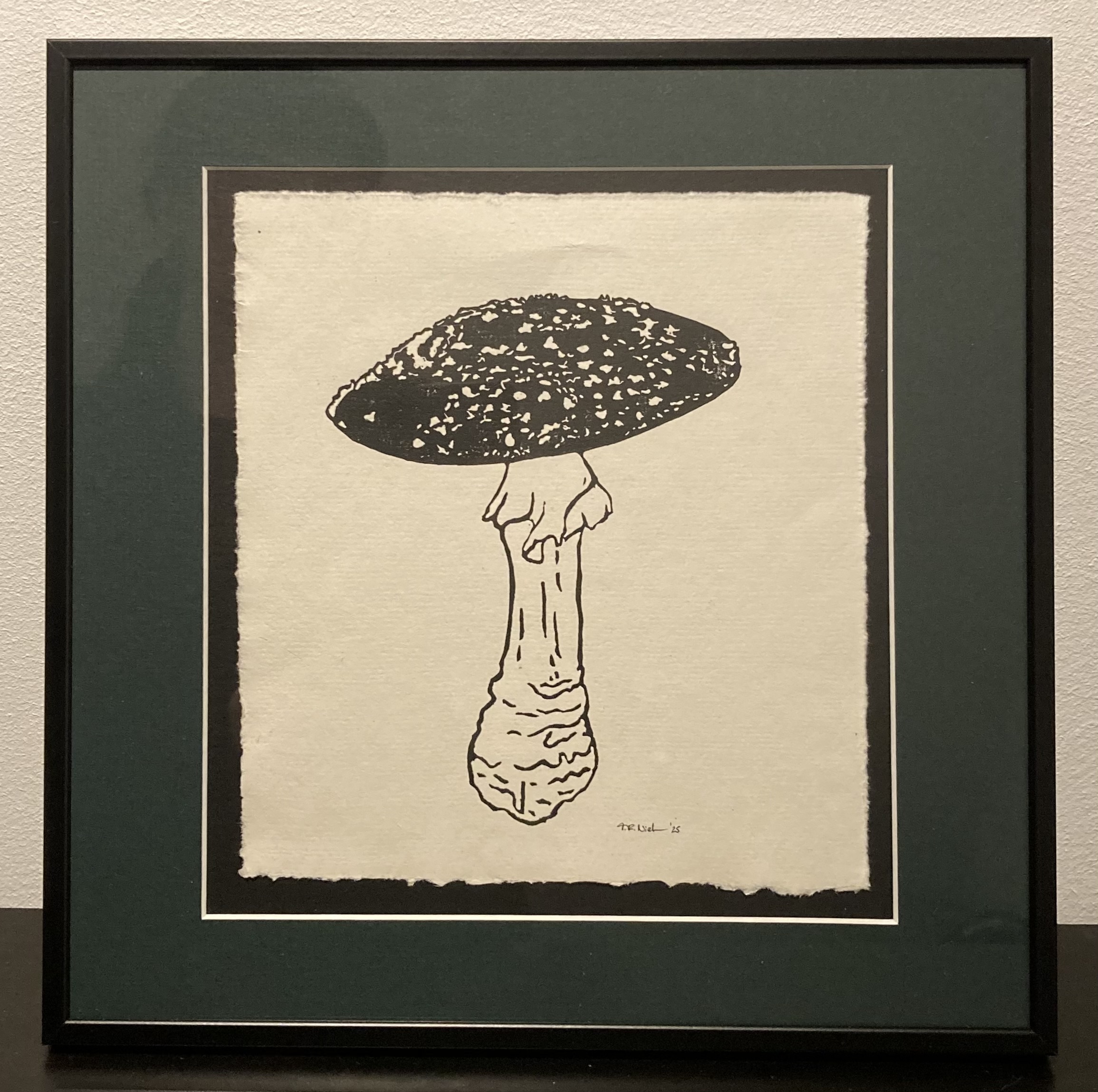 Amanita muscaria, Fliegenpilz (groß)